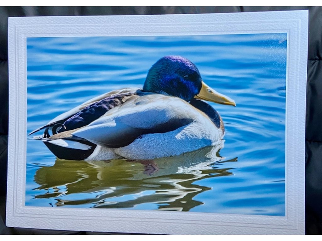 Gorgeous Mallard Greeting Card- Blank Inside