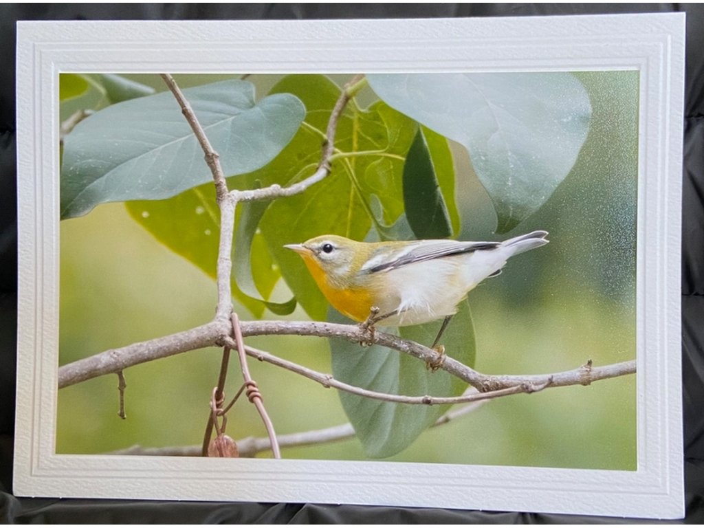 Northern Parula Greeting Card- Blank Inside