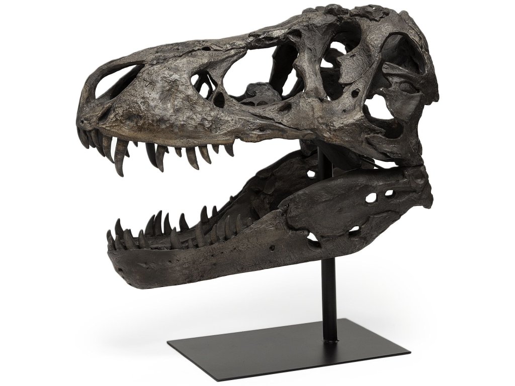 19L x 11W Brown Resin Tyrannosaurus T Rex Dinosaur Skull Replica