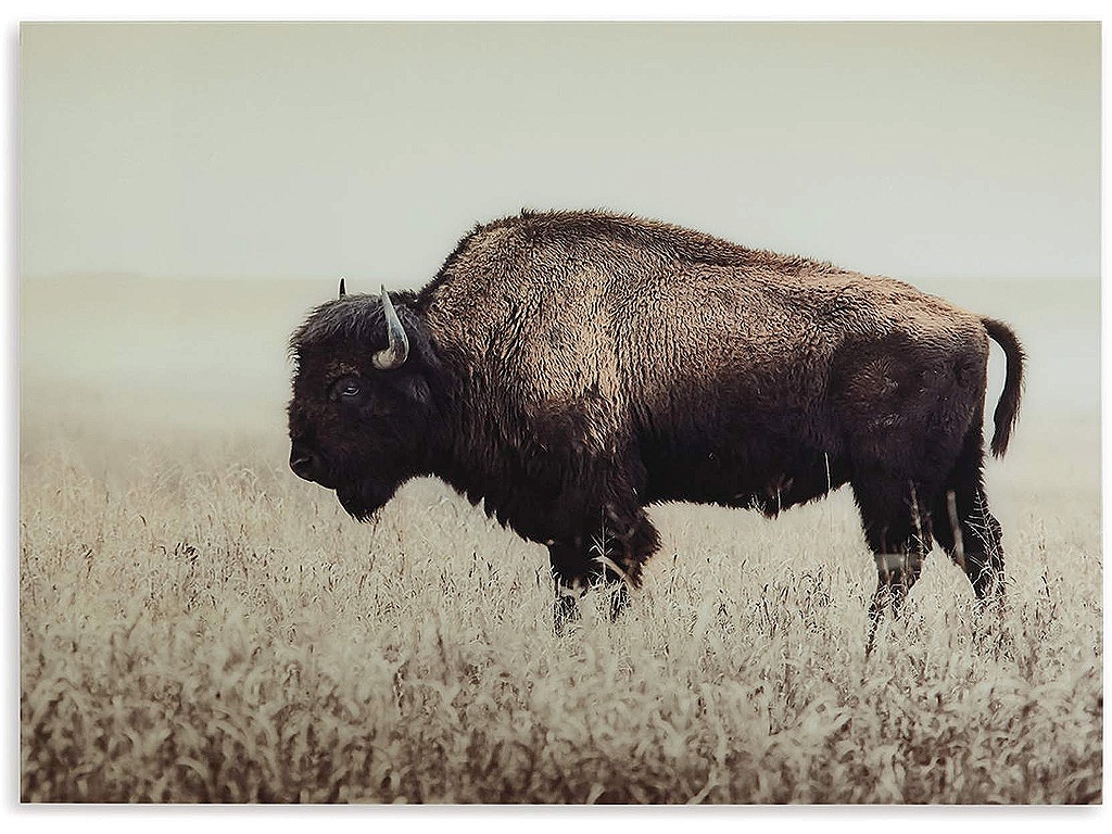 Brutus Wall Art - image 2