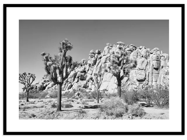 Joshua Tree