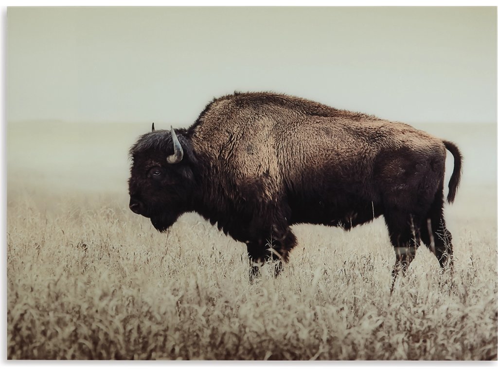 Brutus Wall Art - image 2