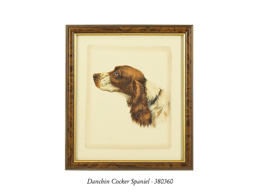 Danchin Brittany Spaniel - image 1