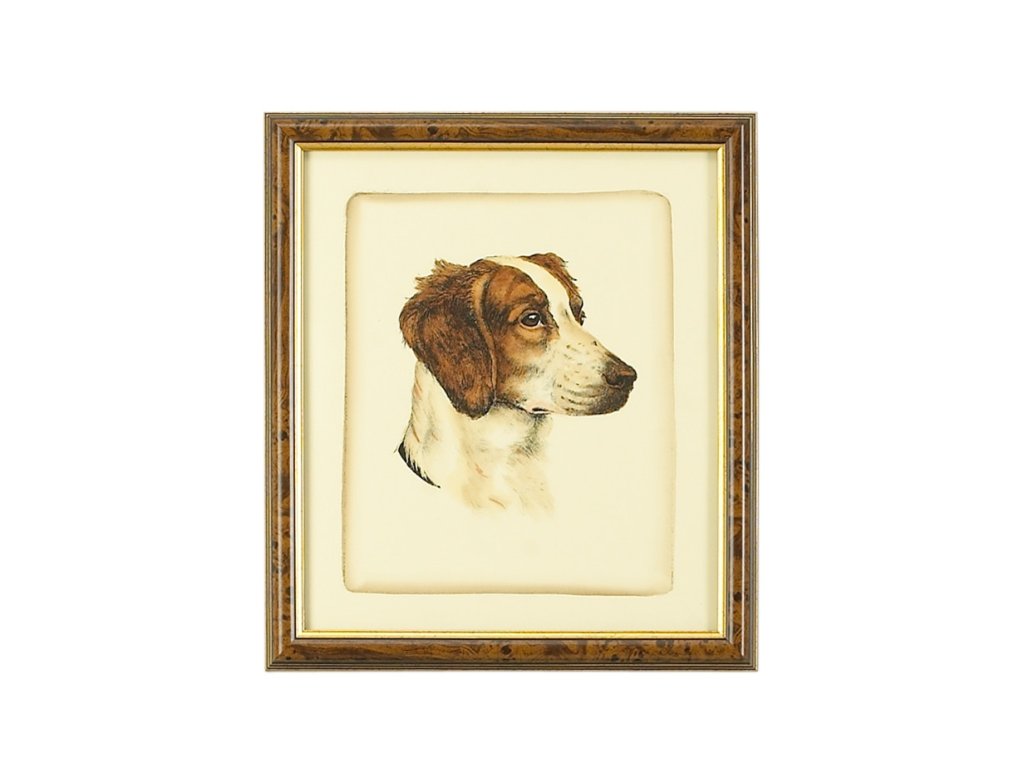 Danchin Brittany Spaniel - main image