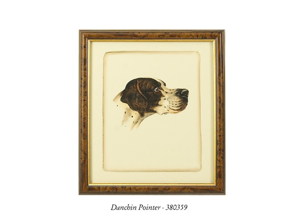 Danchin Setter - image 3
