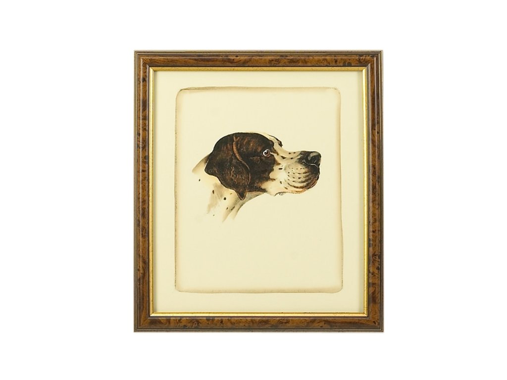 Danchin Pointer - main image
