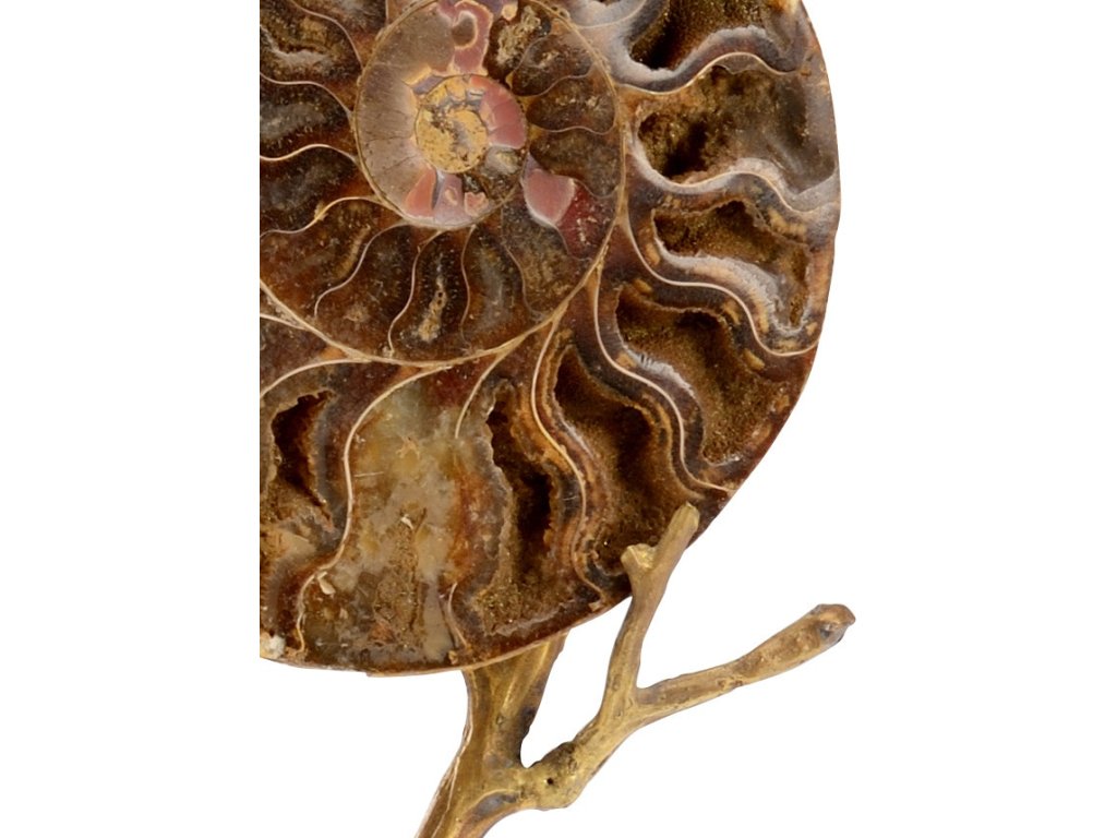 Small Ammonoidea - image 1