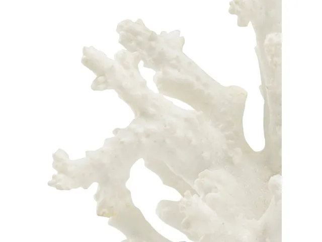Coral Sculpture - Alternative View