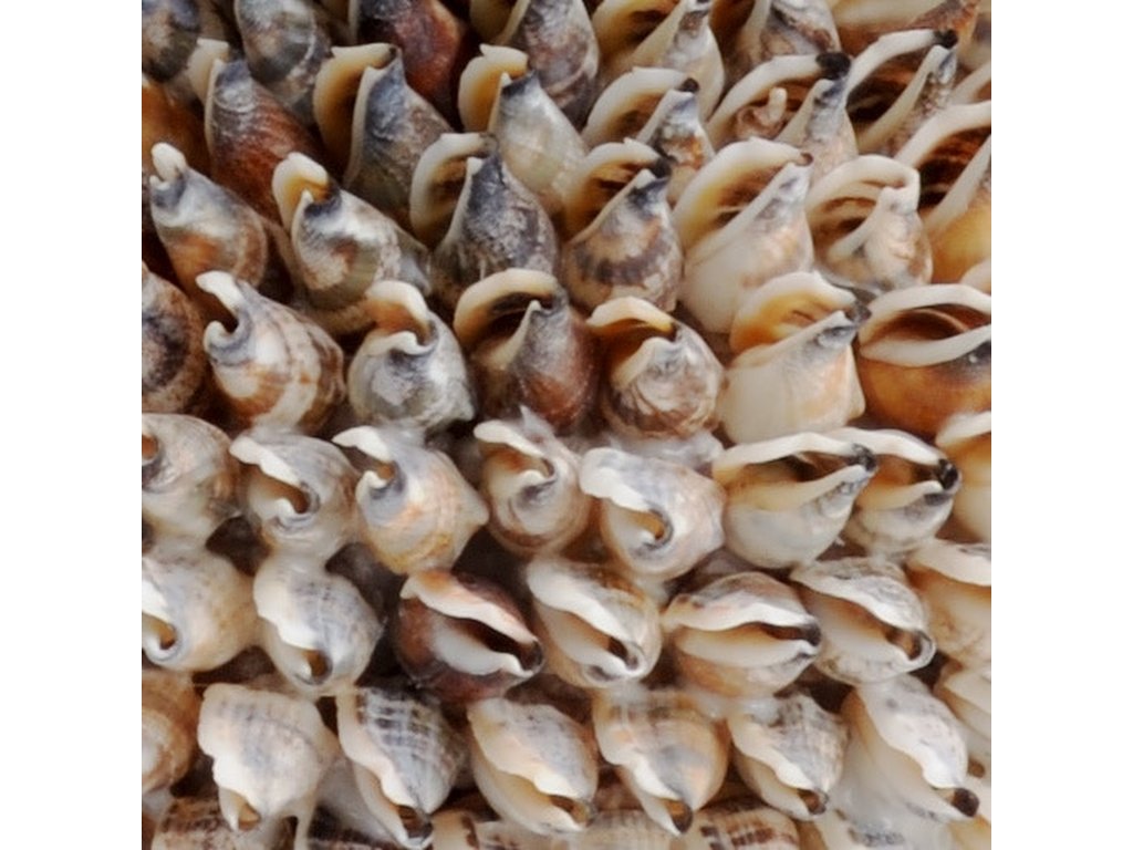 Strombus Shell Obelisk - image 1