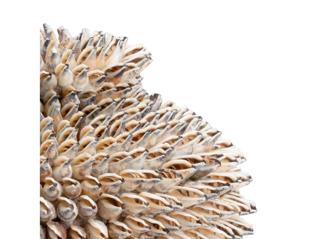 Strombus Shell Vase - image 1