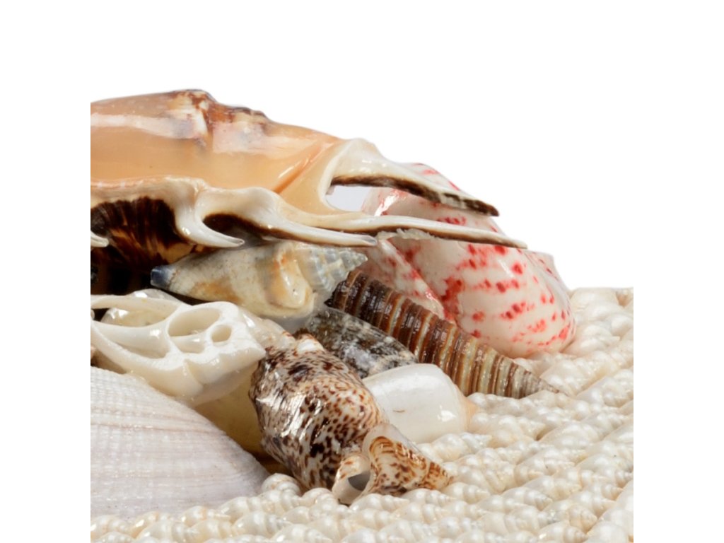 White Shell Boxes (S2) - image 1