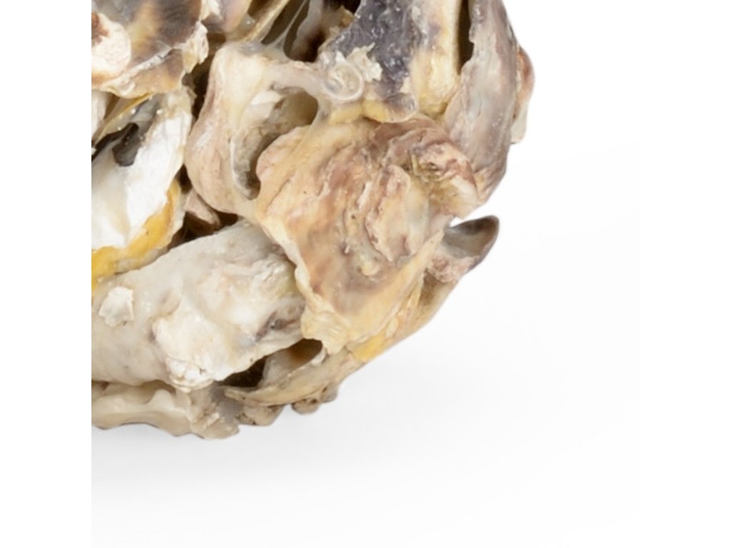 Oyster Shell Candleholder (Pr) - image 1