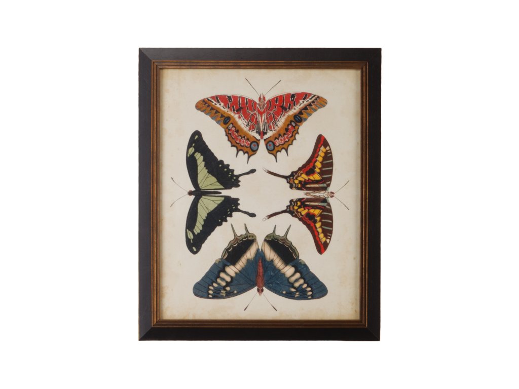 Display Of Butterflies II - main image