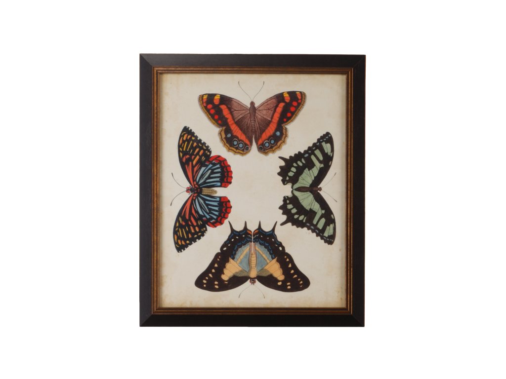 Display Of Butterflies IV - main image