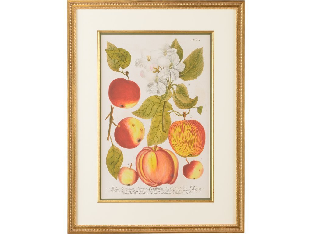Apples No.704 - main image