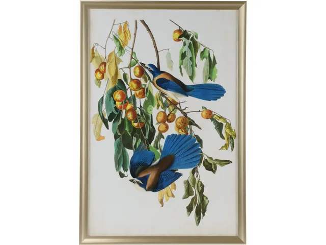 Audubon Blue Jay II