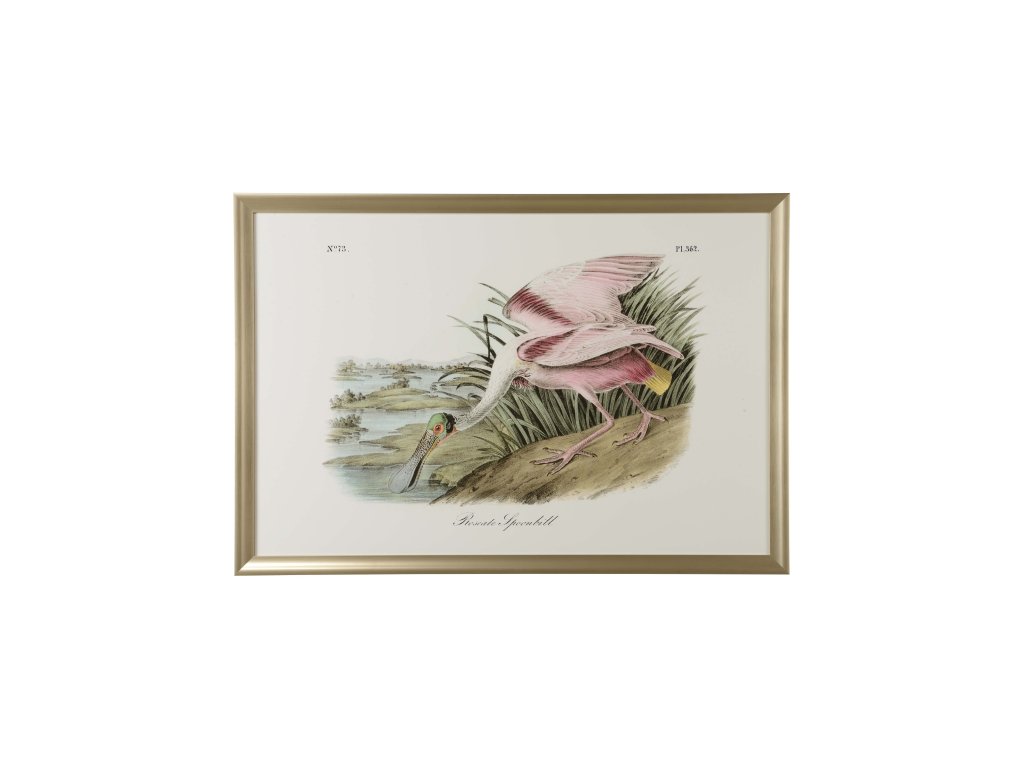 Roseate Spoonbill - main image