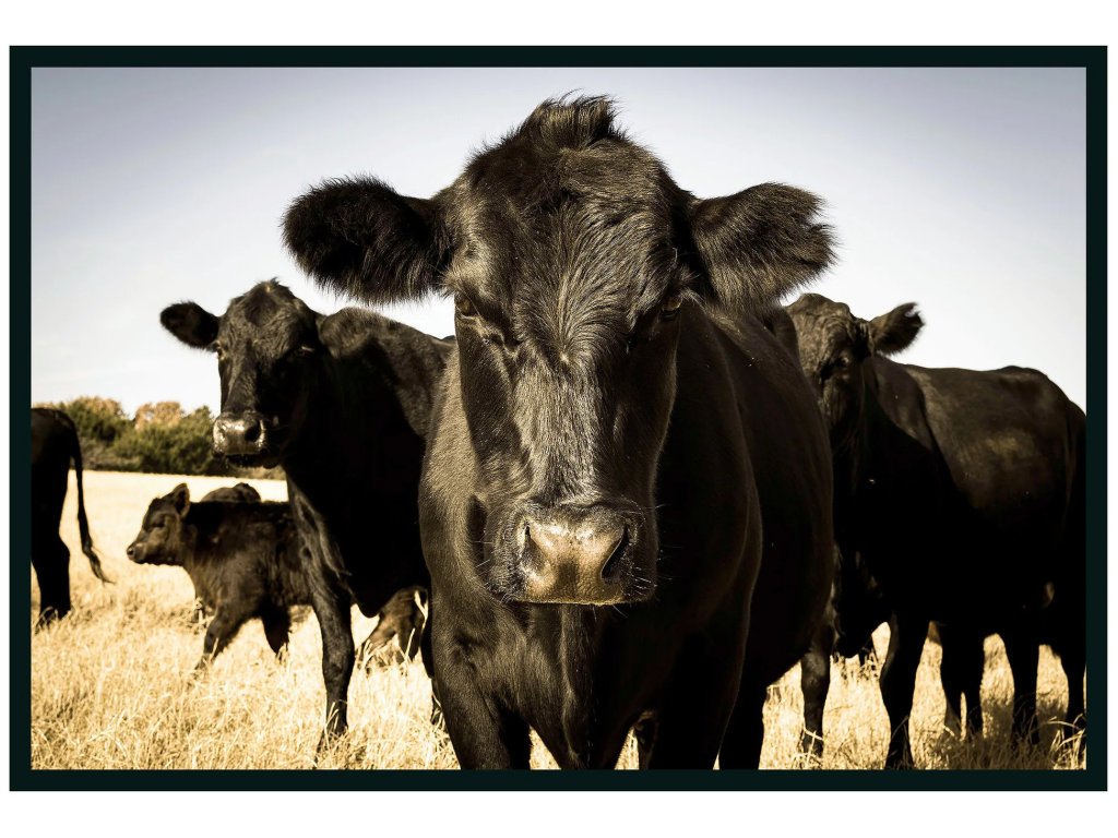 Cow Photography 48x72 - main image