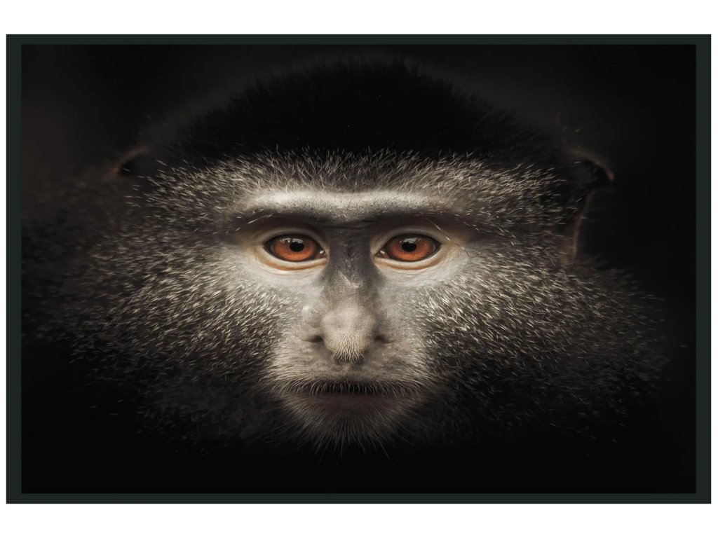 Monkey Photography 48x72 - main image