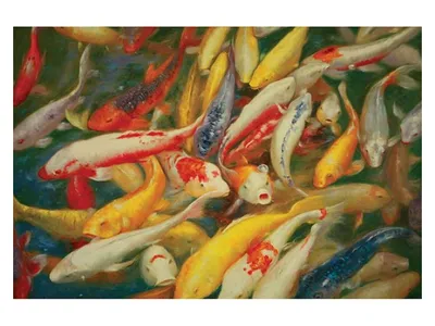 Koi