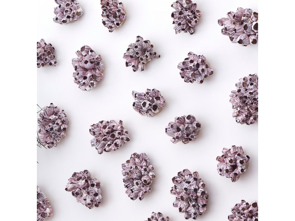 Barnacle Cluster Wall Art, LG - image 5