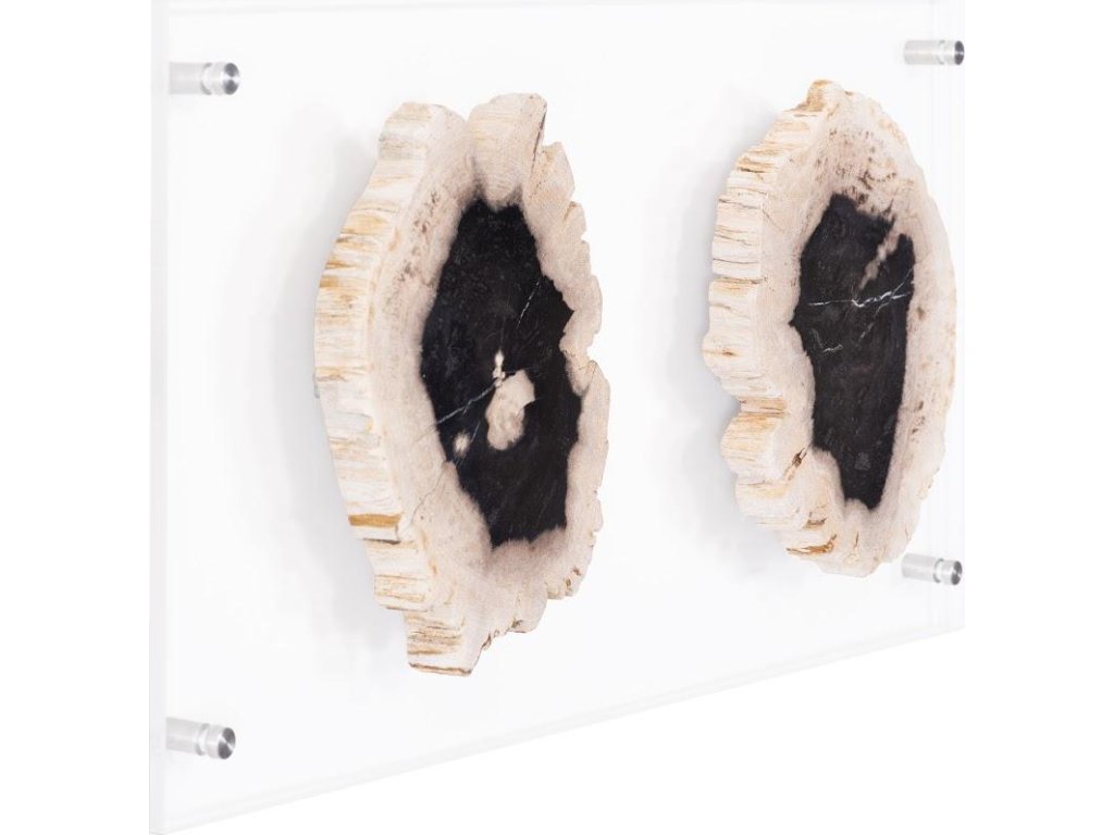 Floating Petrified Double Slice Wall Art - image 1