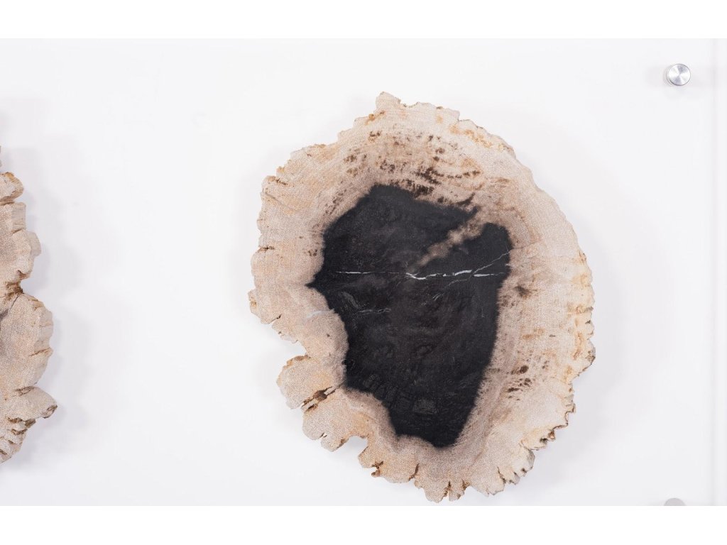 Floating Petrified Double Slice Wall Art - image 2
