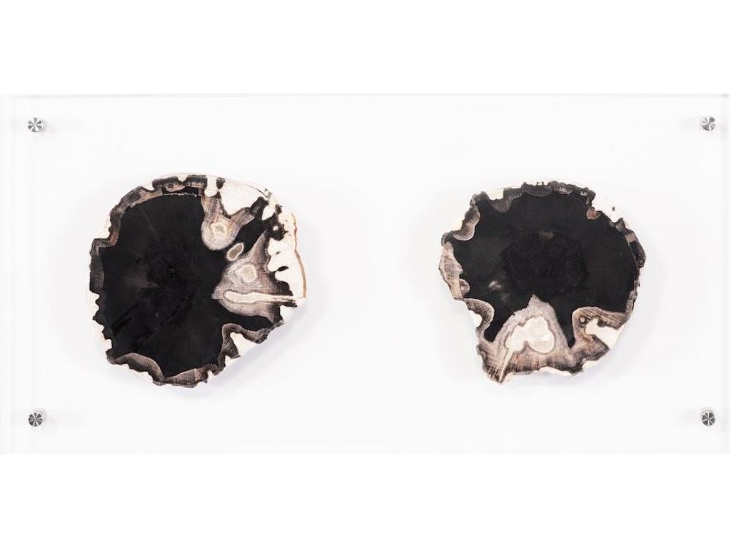 Floating Petrified Double Slice Wall Art - image 3