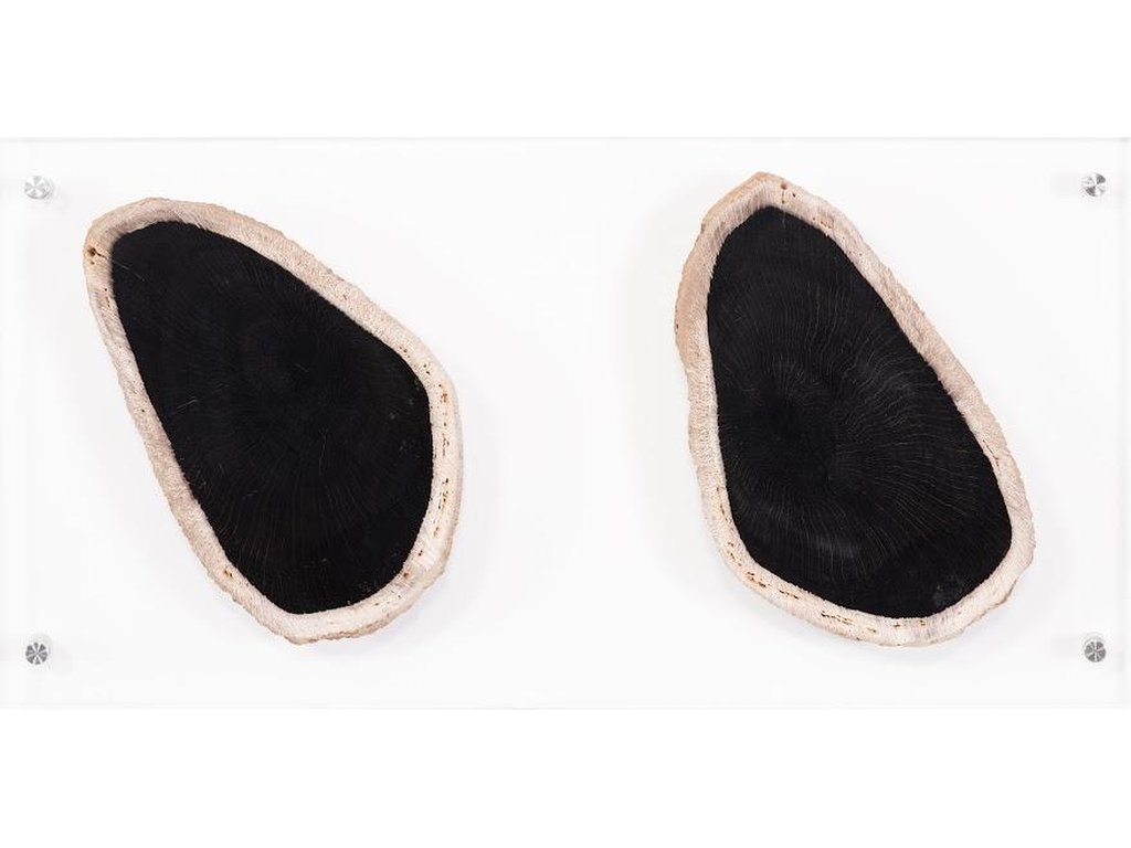 Floating Petrified Double Slice Wall Art - image 4