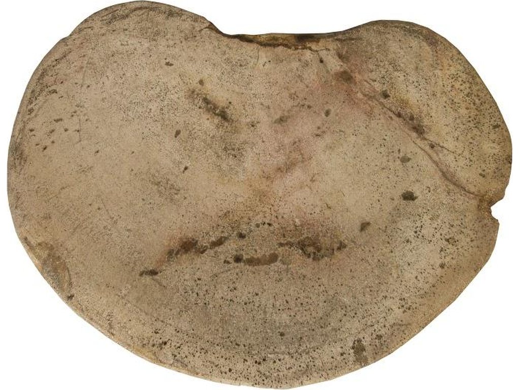 Petrified Wood Stool, Polished, Cream 8"-10" x 17"-19"h, Assorted - image 1