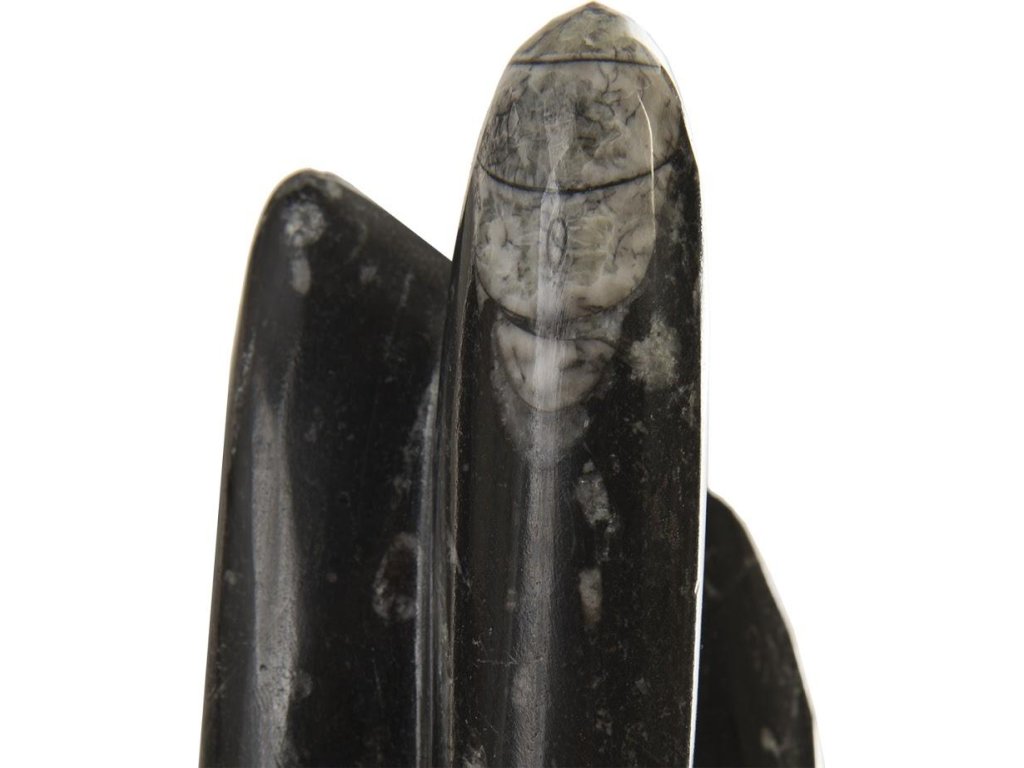 Fossilized Squid Sculpture, Assorted - image 1