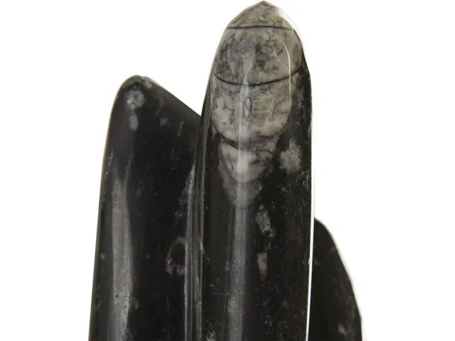 Fossilized Squid Sculpture, Assorted - Alternative View