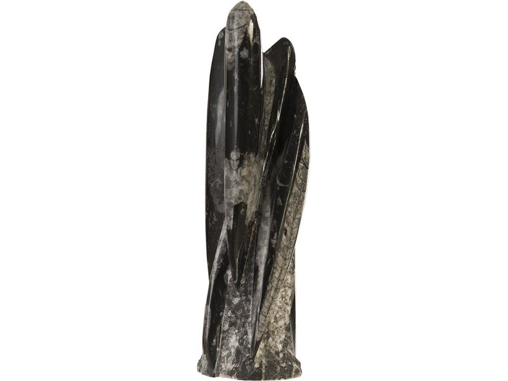 Fossilized Squid Sculpture, Assorted - main image