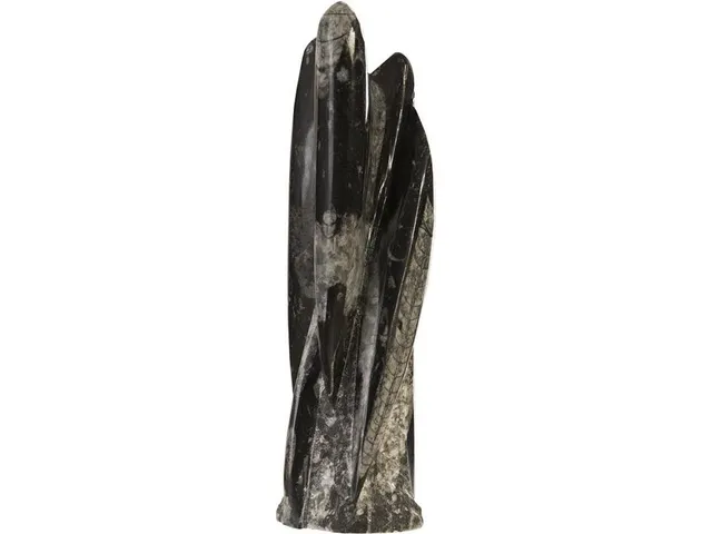 Fossilized Squid Sculpture, Assorted