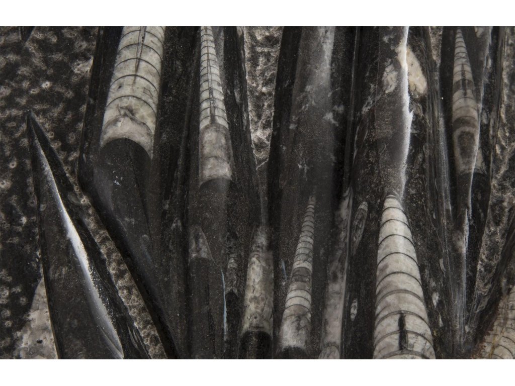 Fossilized Squid Sculpture, Assorted - image 1