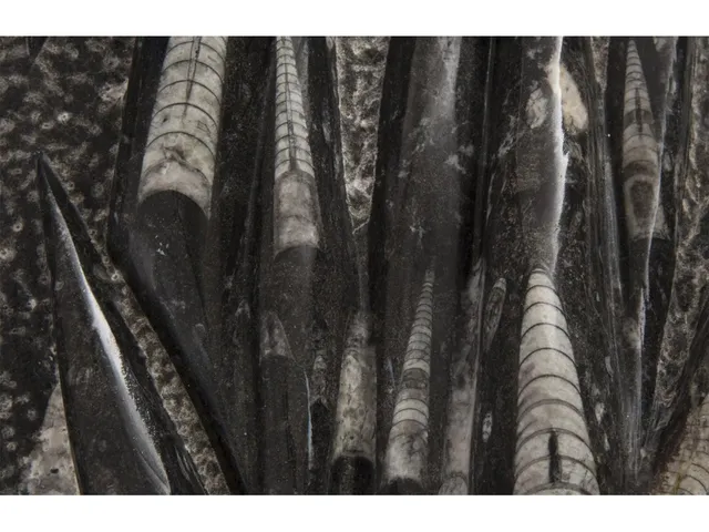 Fossilized Squid Sculpture, Assorted - Alternative View