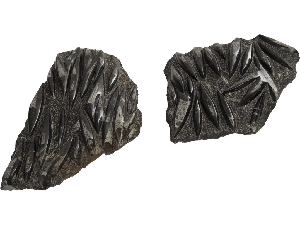 Fossilized Squid Sculpture, Assorted - main image