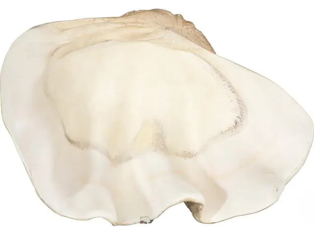 Cast Clam Shell Bowl, Faux Finish, LG - Alternative View