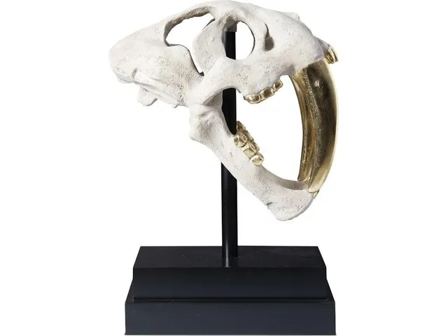 Saber Tooth Tiger Skull, Roman Stone - Alternative View