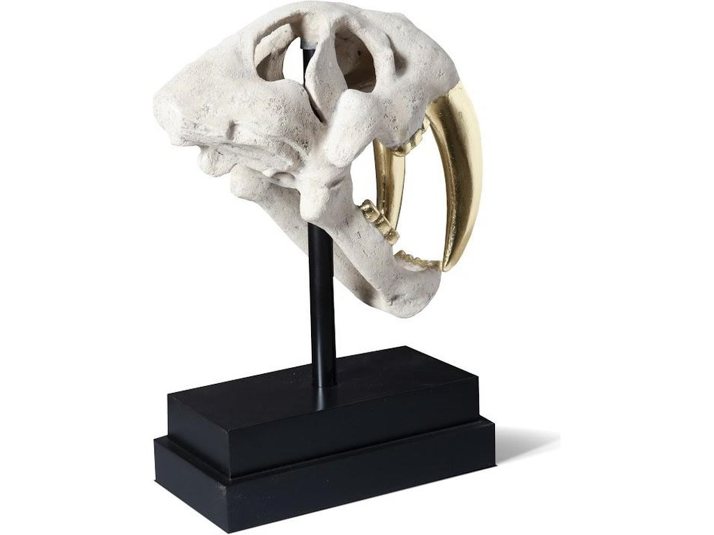 Saber Tooth Tiger Skull, Roman Stone - image 2