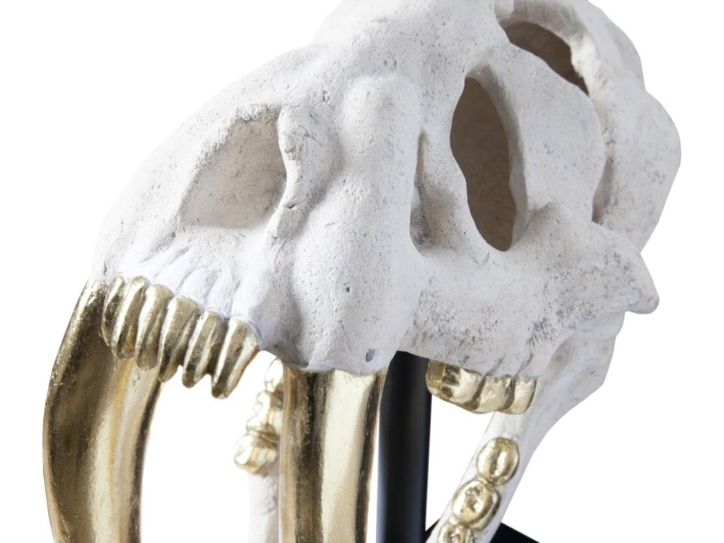 Saber Tooth Tiger Skull, Roman Stone - image 3