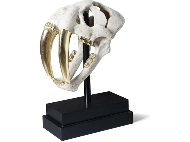Saber Tooth Tiger Skull, Roman Stone