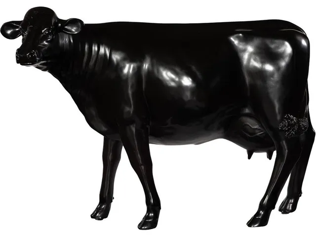 Life Size Cow, No Horns, Gel Coat Black