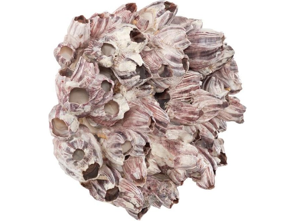 Barnacle Cluster Wall Art, LG - image 1