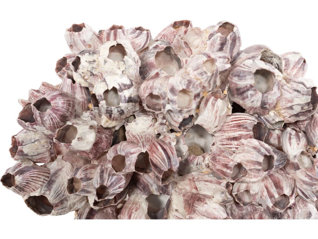 Barnacle Cluster Wall Art, LG - image 2