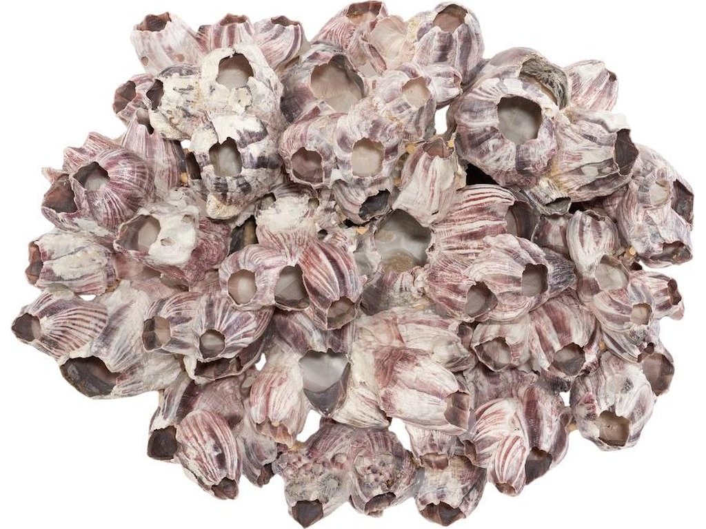 Barnacle Cluster Wall Art, LG - main image