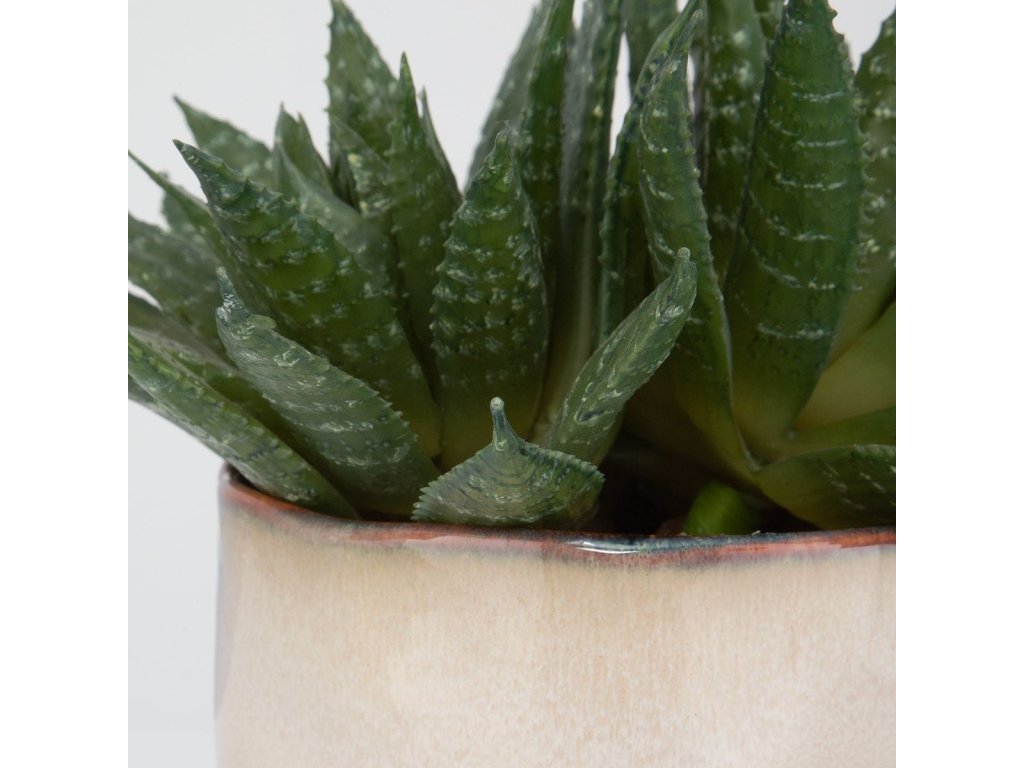 Doha Succulent Accent - image 3