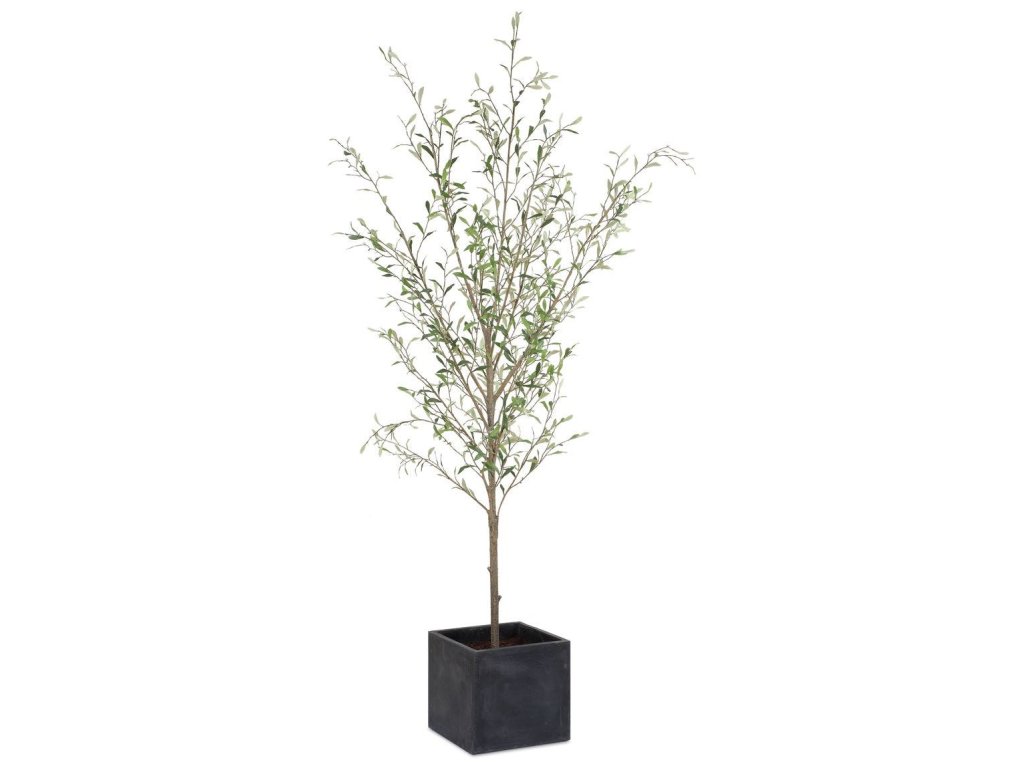Abundance Potted Olive - main image