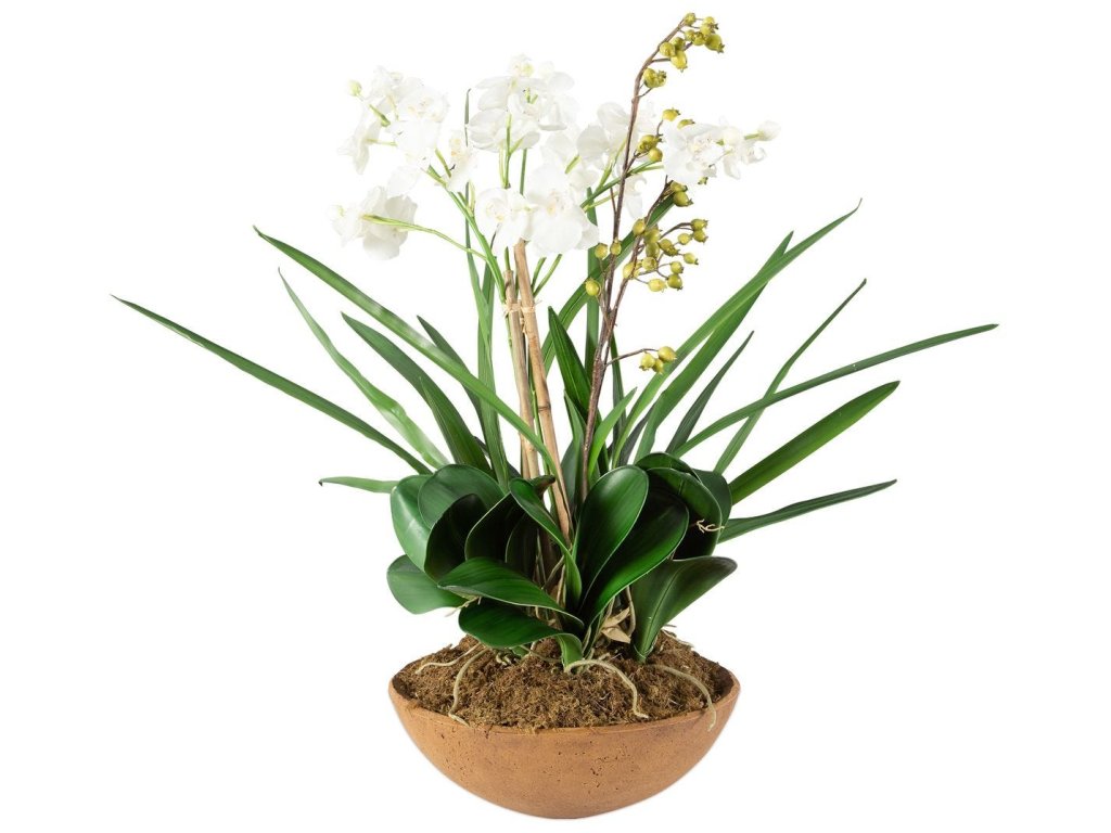 Moth Orchid Planter - image 2