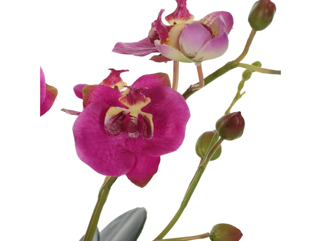 Glory Orchid, Fuschia - image 4
